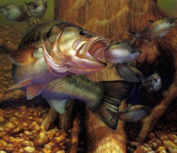 馬尅 囌祖尼奧 Opportunity Knocks - Largemouth Bass 馬尅 囌祖尼奧 Opportunity Knocks - Largemouth Bass